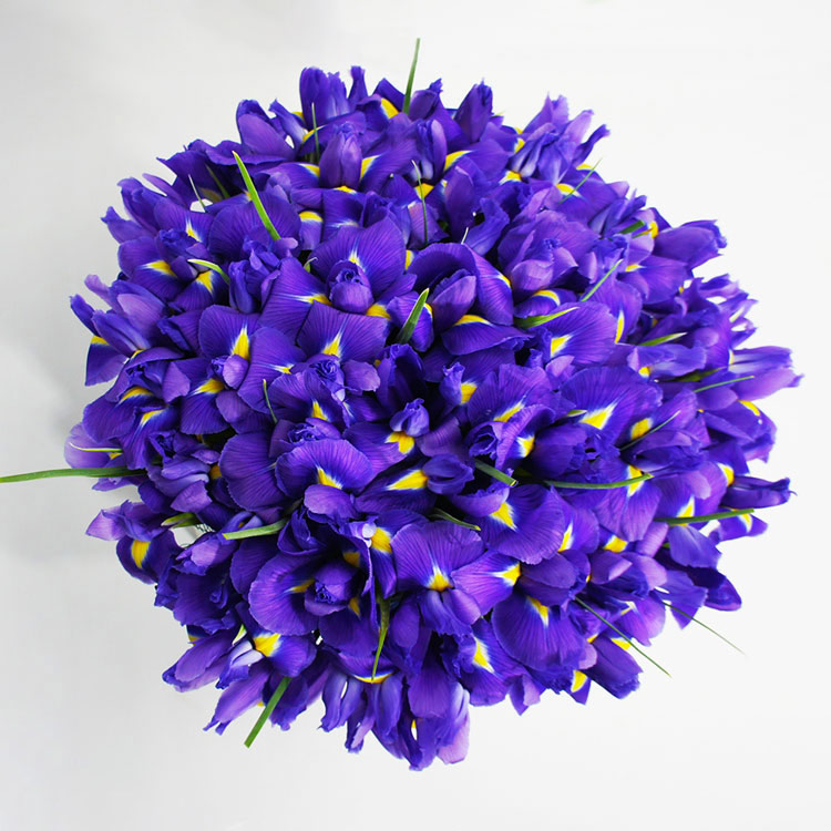 51 ирис в коробке (вид сверху)